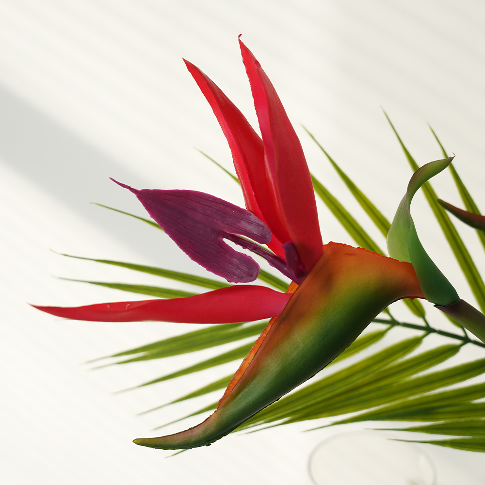 Bird of Paradise