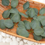 Eucalyptus Rose Leaf