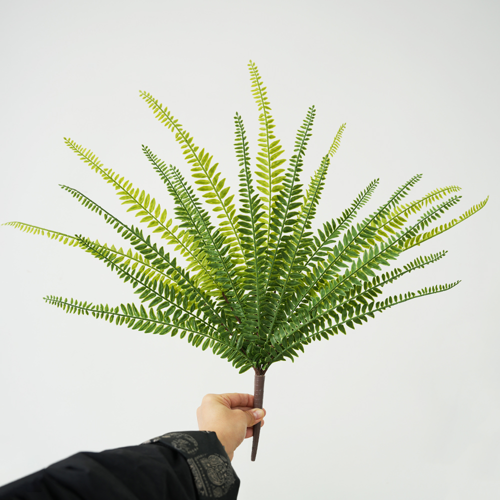 artificial kidney fern leaf