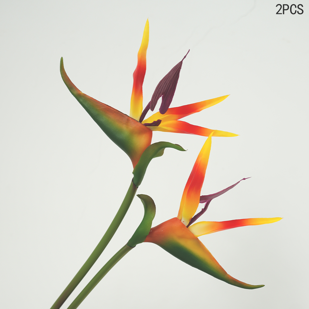 Bird of Paradise