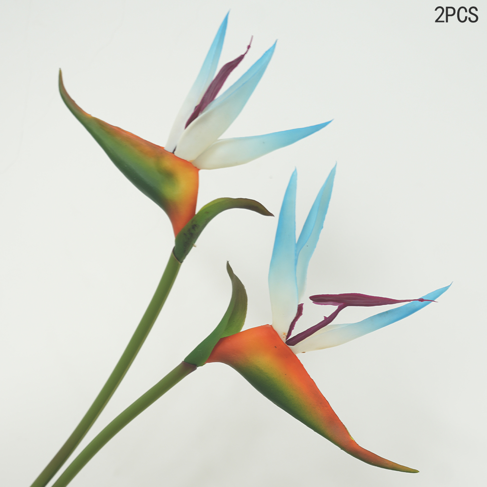 Bird of Paradise