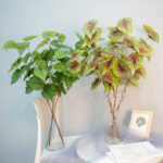 simulate begonia plants