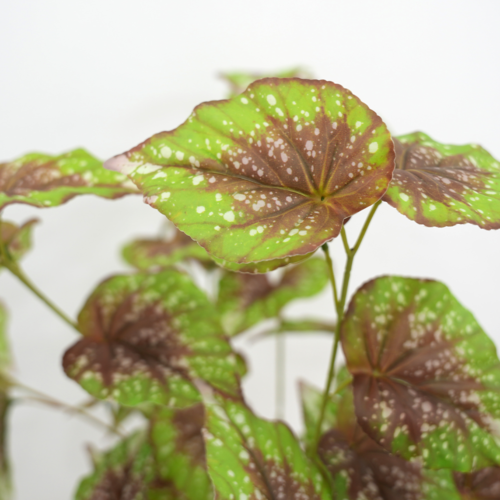 15 simulate begonia plants