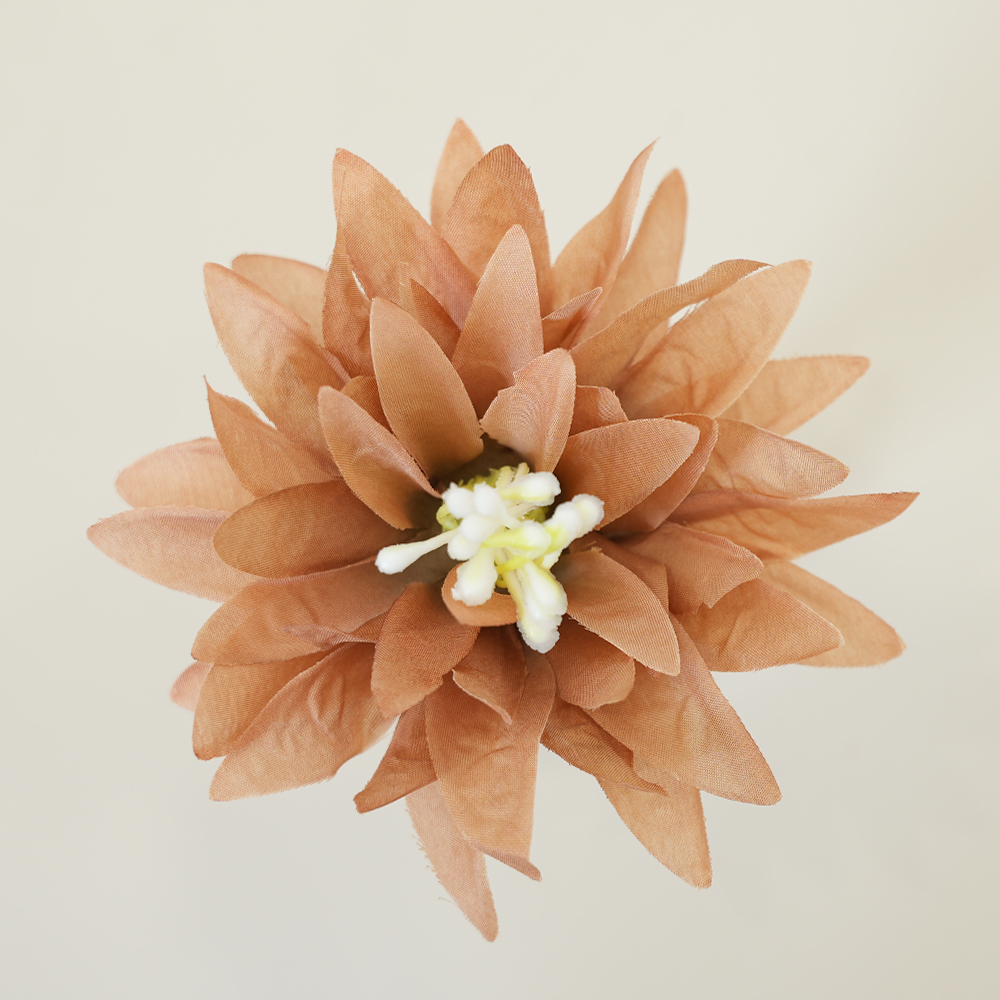 Chrysanthemum Head