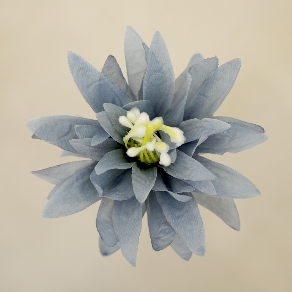 Chrysanthemum Head