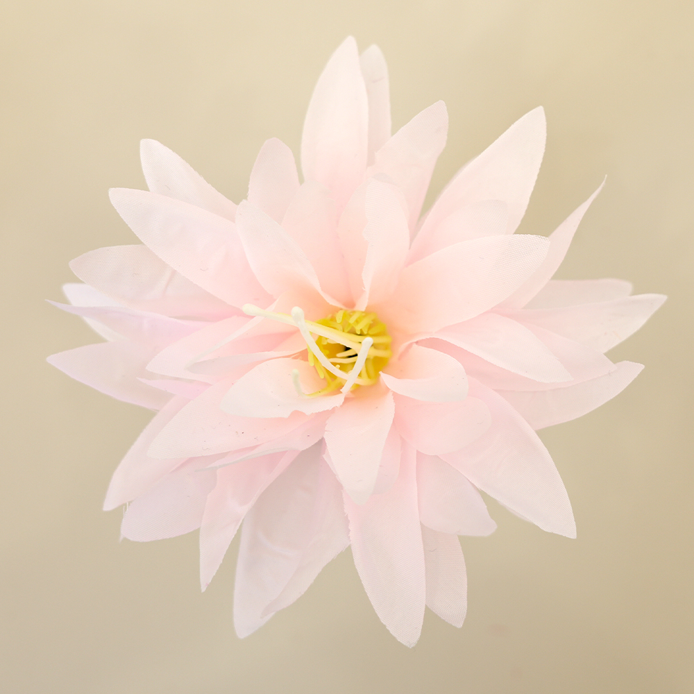 Chrysanthemum Head