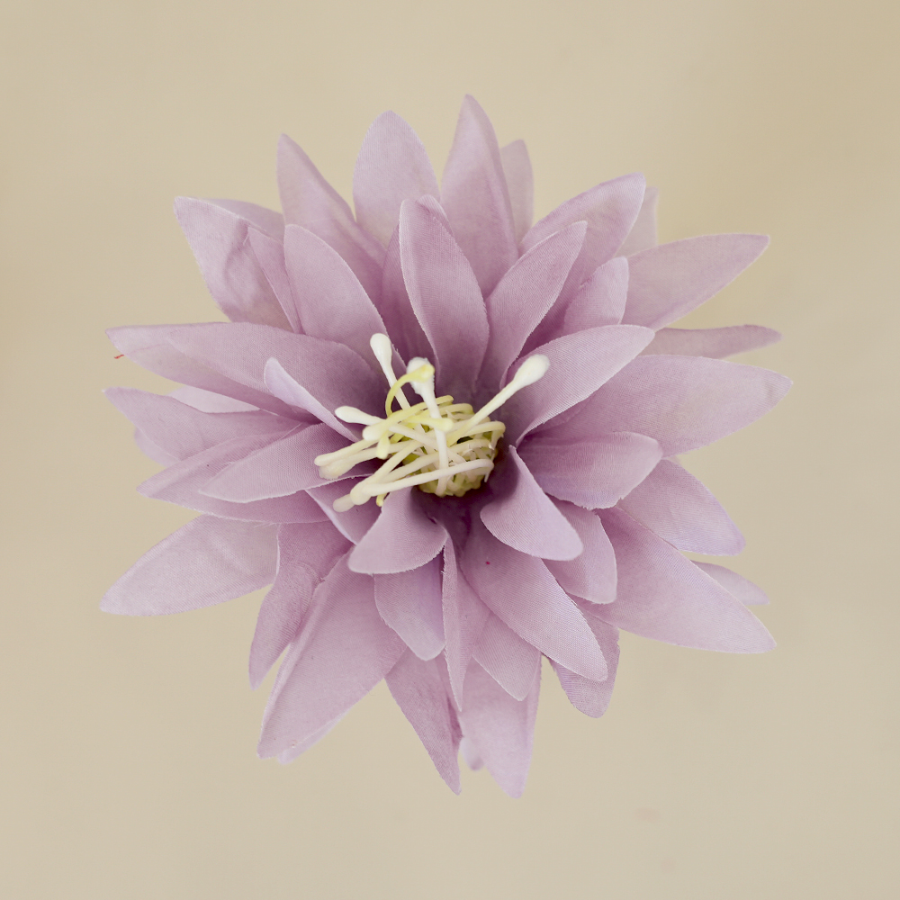 Chrysanthemum Head