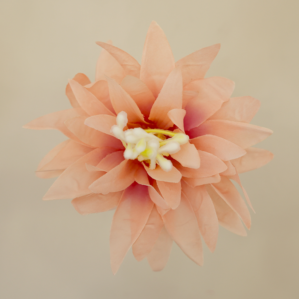 Chrysanthemum Head