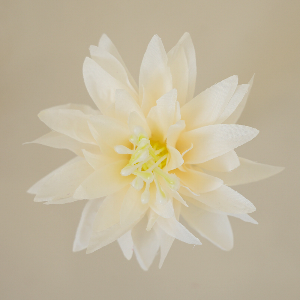 Chrysanthemum Head